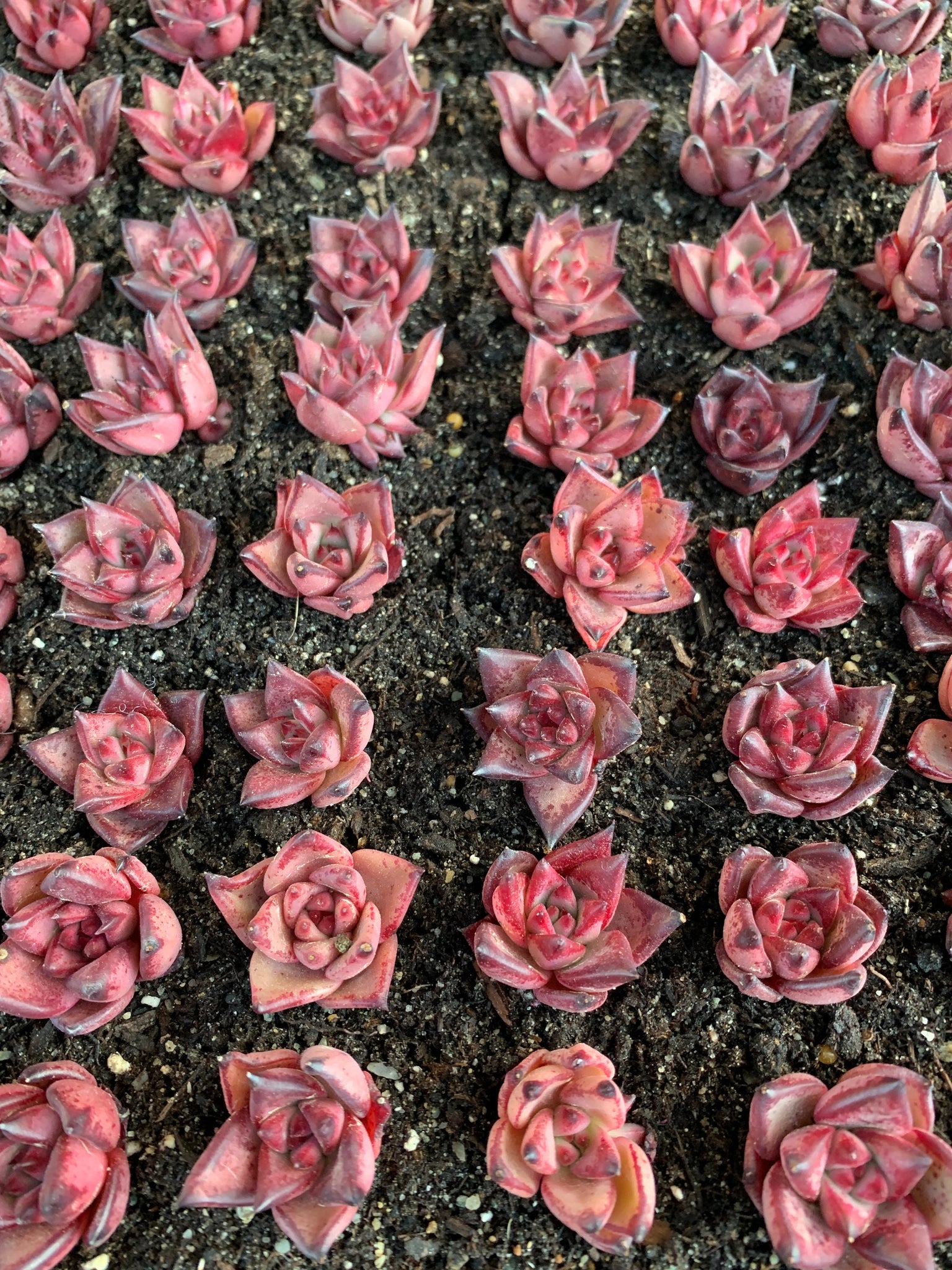 blood rose succulent Echeveria Agavoides bloody Romeo