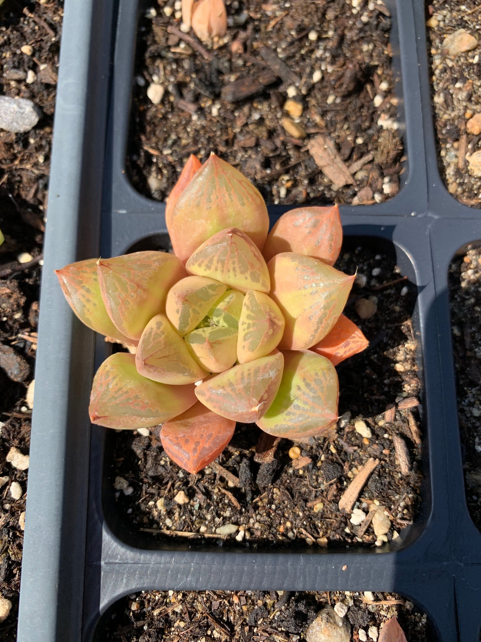 mini haworthia succulent Haworthia Babies (mini mix)
