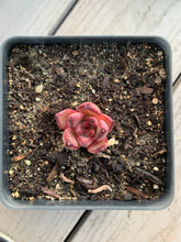 Load image into Gallery viewer, Echeveria Agavoides bloody Romeo - April Farm/Rare Succulents
