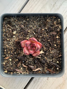 Echeveria Agavoides bloody Romeo - April Farm/Rare Succulents