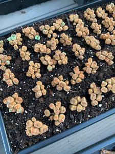 Conophytum luiseae - April Farm/Rare Succulents