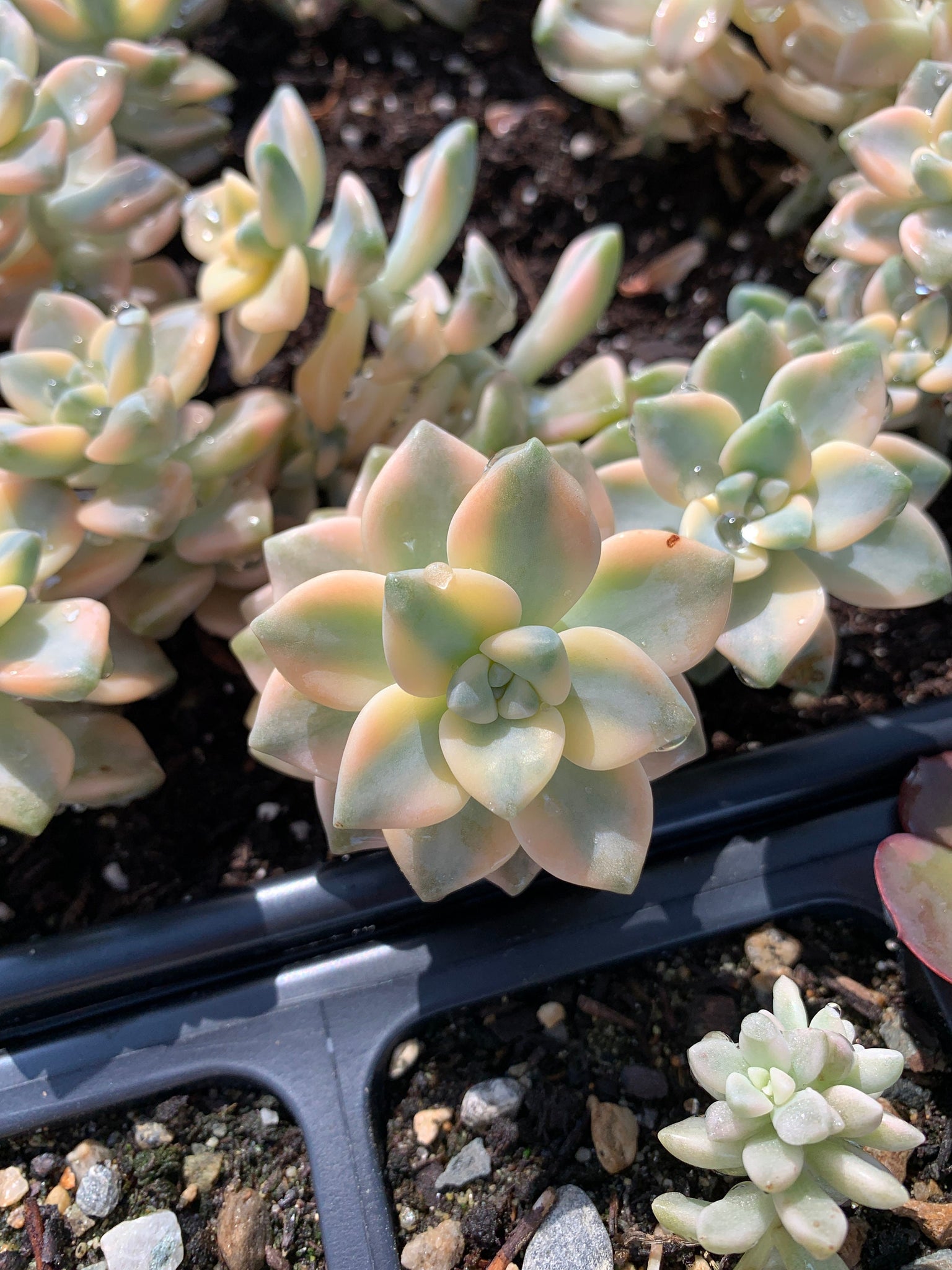 variegated titubans succulent Graptopetalum Variegated Tituban