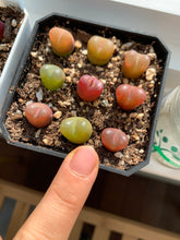 Load image into Gallery viewer, Conophytum maughanii (one mini plant 1cm 3.5years) - April Farm/Rare Succulents