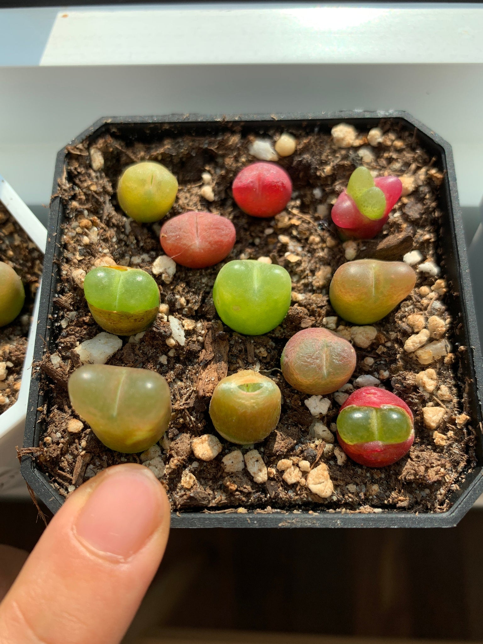 conophytum succulent Conophytum maughanii (one mini plant 1cm 3.5years)