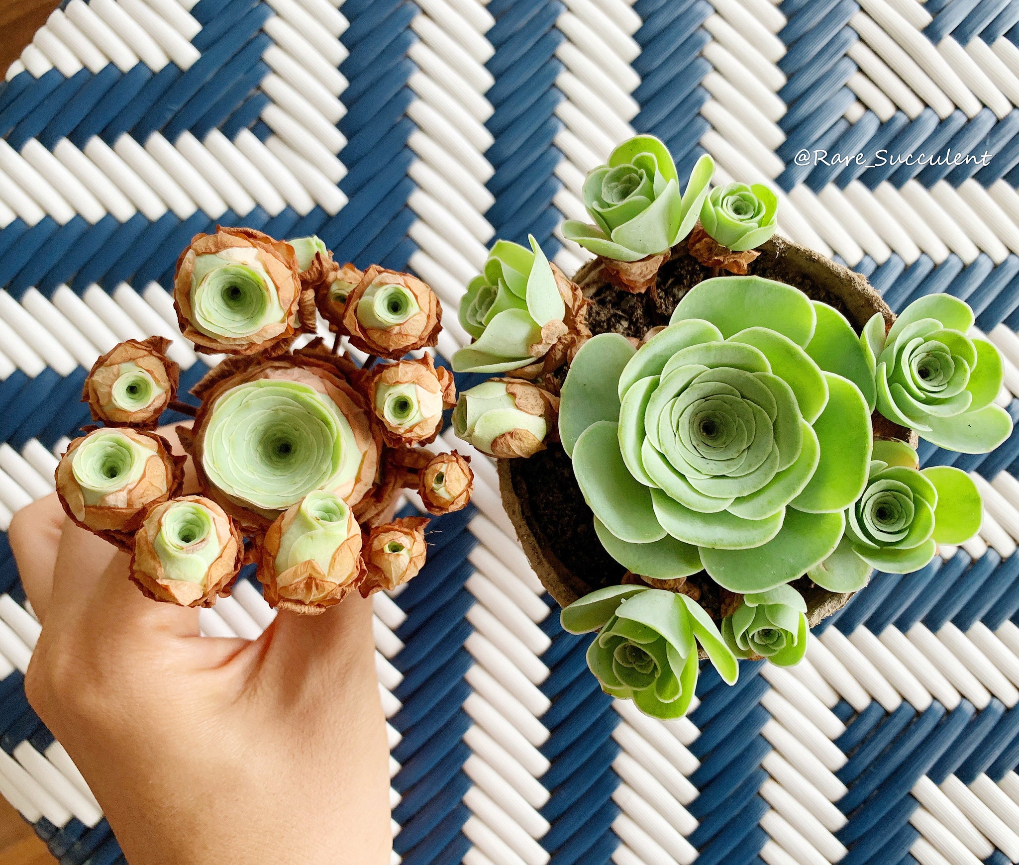 gilva succulent Greenovia cv. Gilva 'Pink Gilva Mountain Rose'