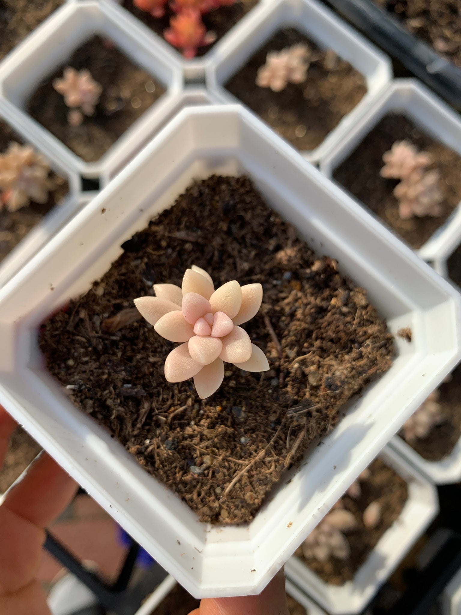 succulent head chop Graptopetalum Mirinae cutting (single head cutting)