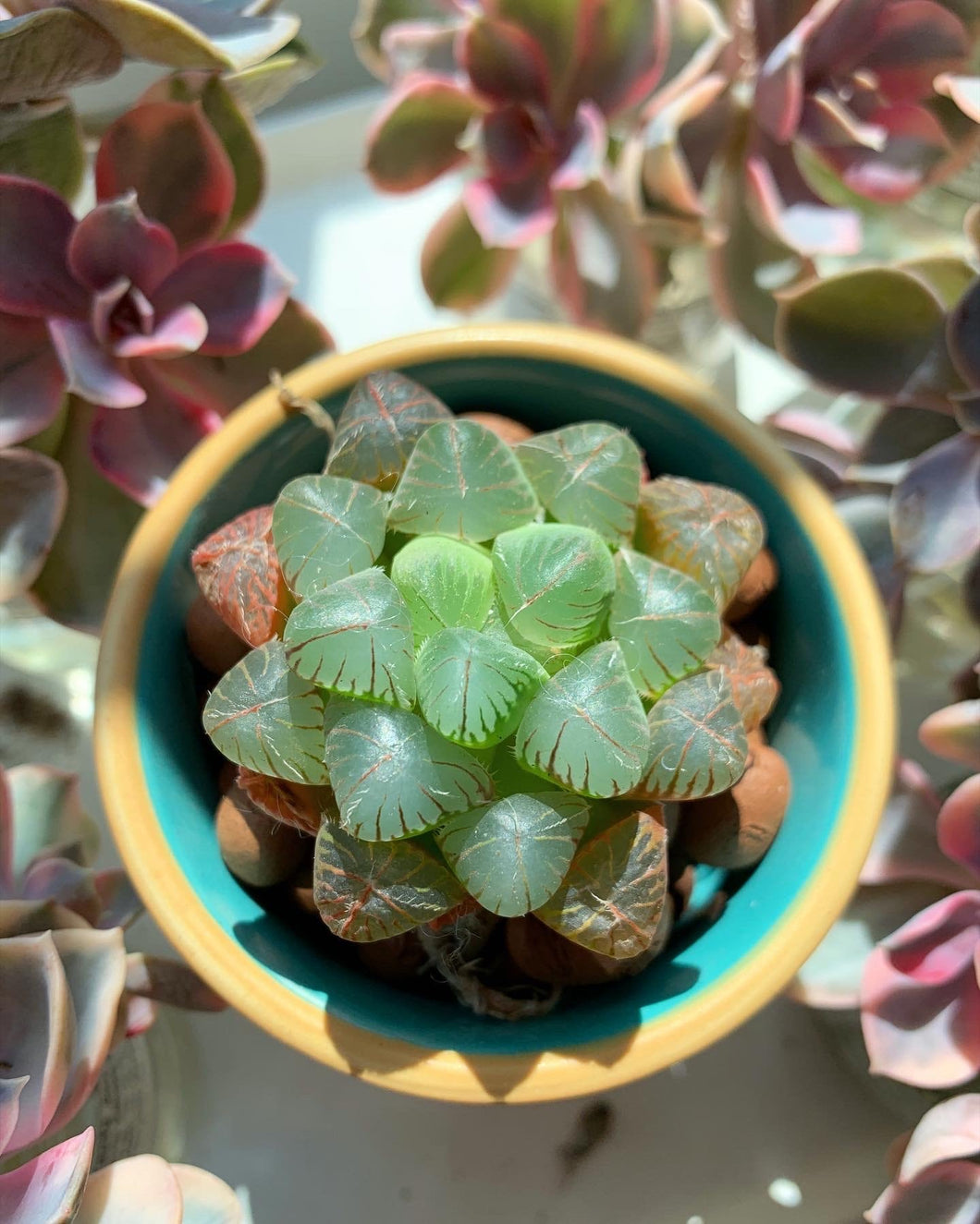 haworthia obtusa 'crystal' light blue transparent succulent plants Haworthia Obtuse cv. 'Blue Mirror' (stressed in dark color)