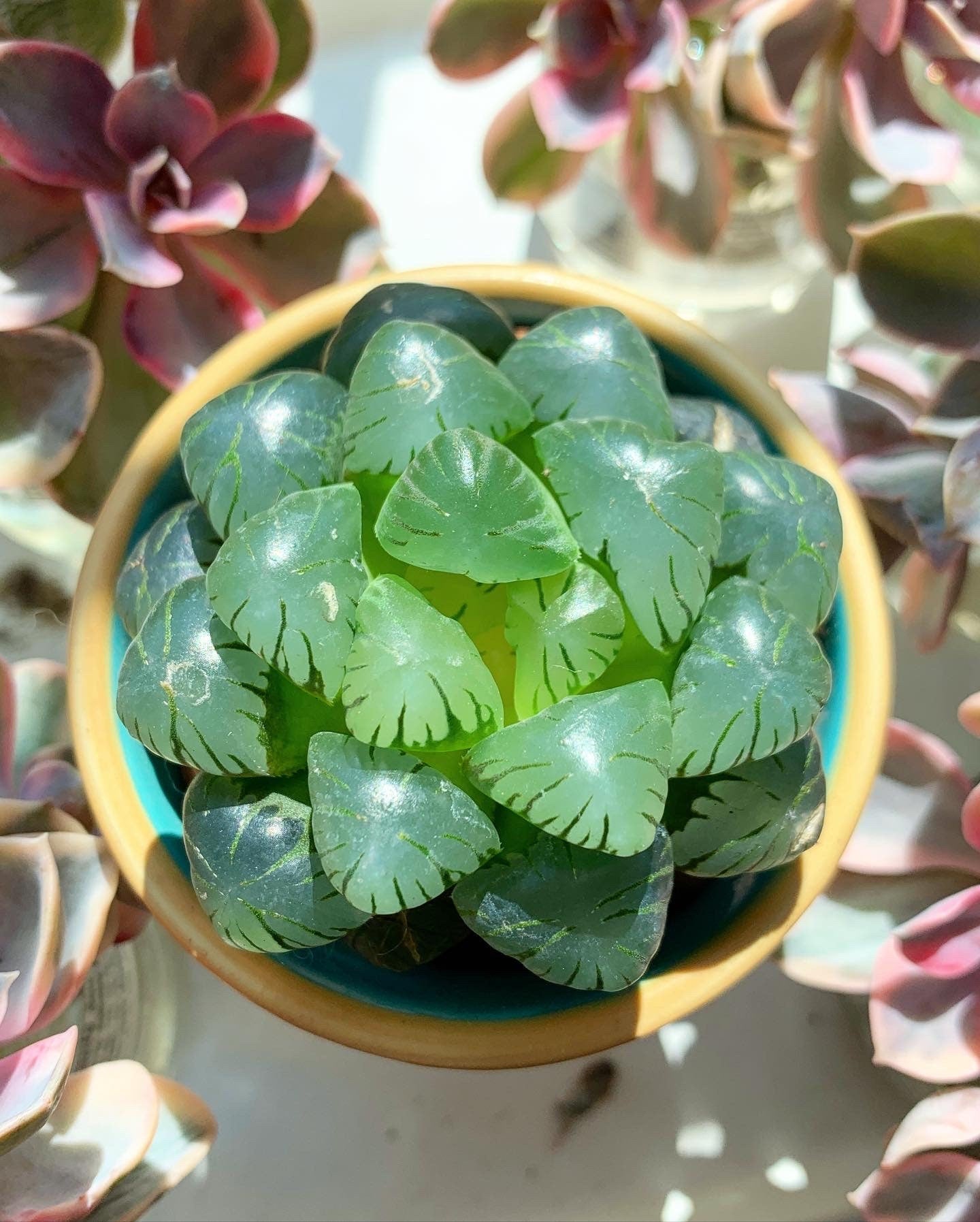 obtusa succulent Haworthia obtusa cv. 'sky lantern' (stressed in dark color)