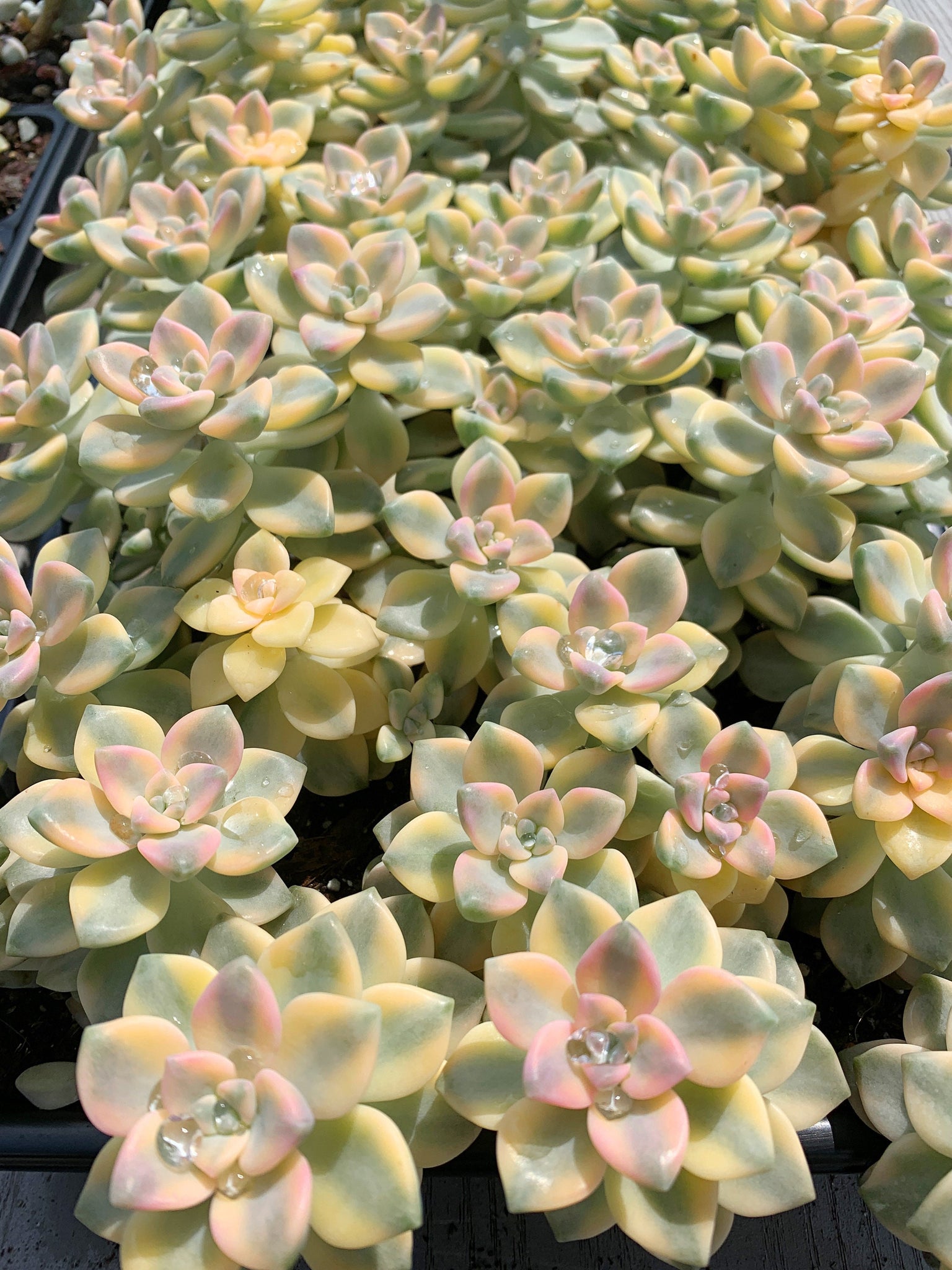 titubans succulent Graptopetalum Variegated Tituban