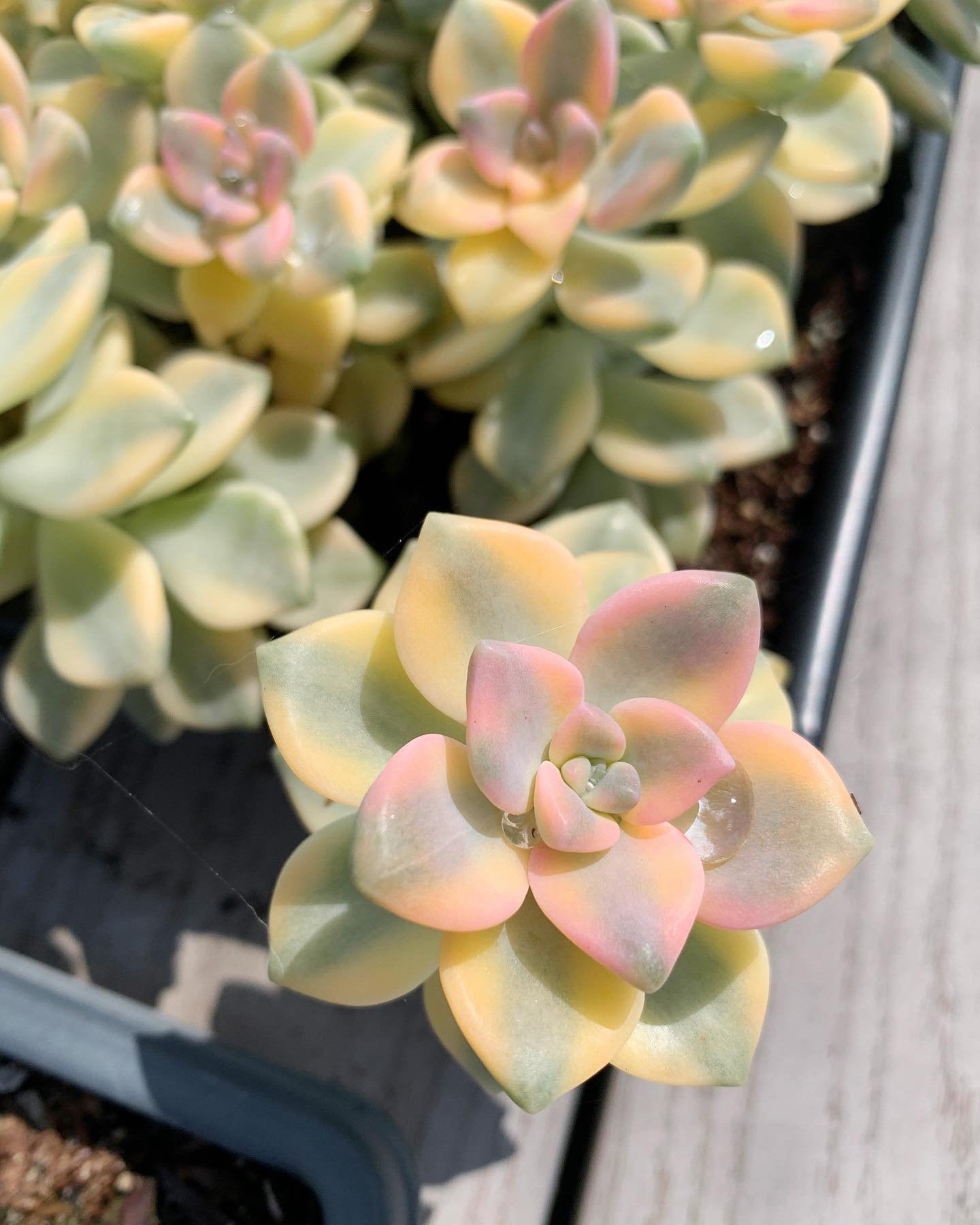 titubans succulent Graptopetalum Variegated Tituban