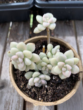 Load image into Gallery viewer, Graptopetalum Variegated G. Mendozae cutting - April Farm/Rare Succulents
