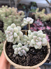 Load image into Gallery viewer, Graptopetalum Variegated G. Mendozae cutting - April Farm/Rare Succulents
