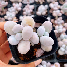 Load image into Gallery viewer, Pachyphytum Cheese - April Farm/Rare Succulents
