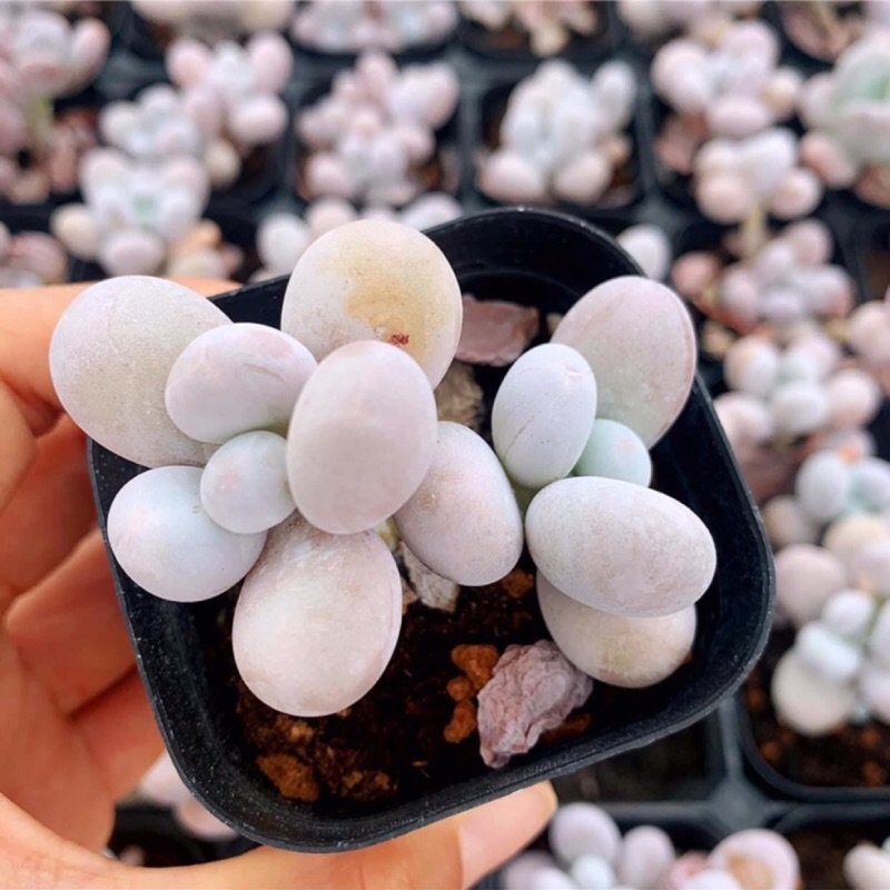 cheese succulent Pachyphytum Cheese