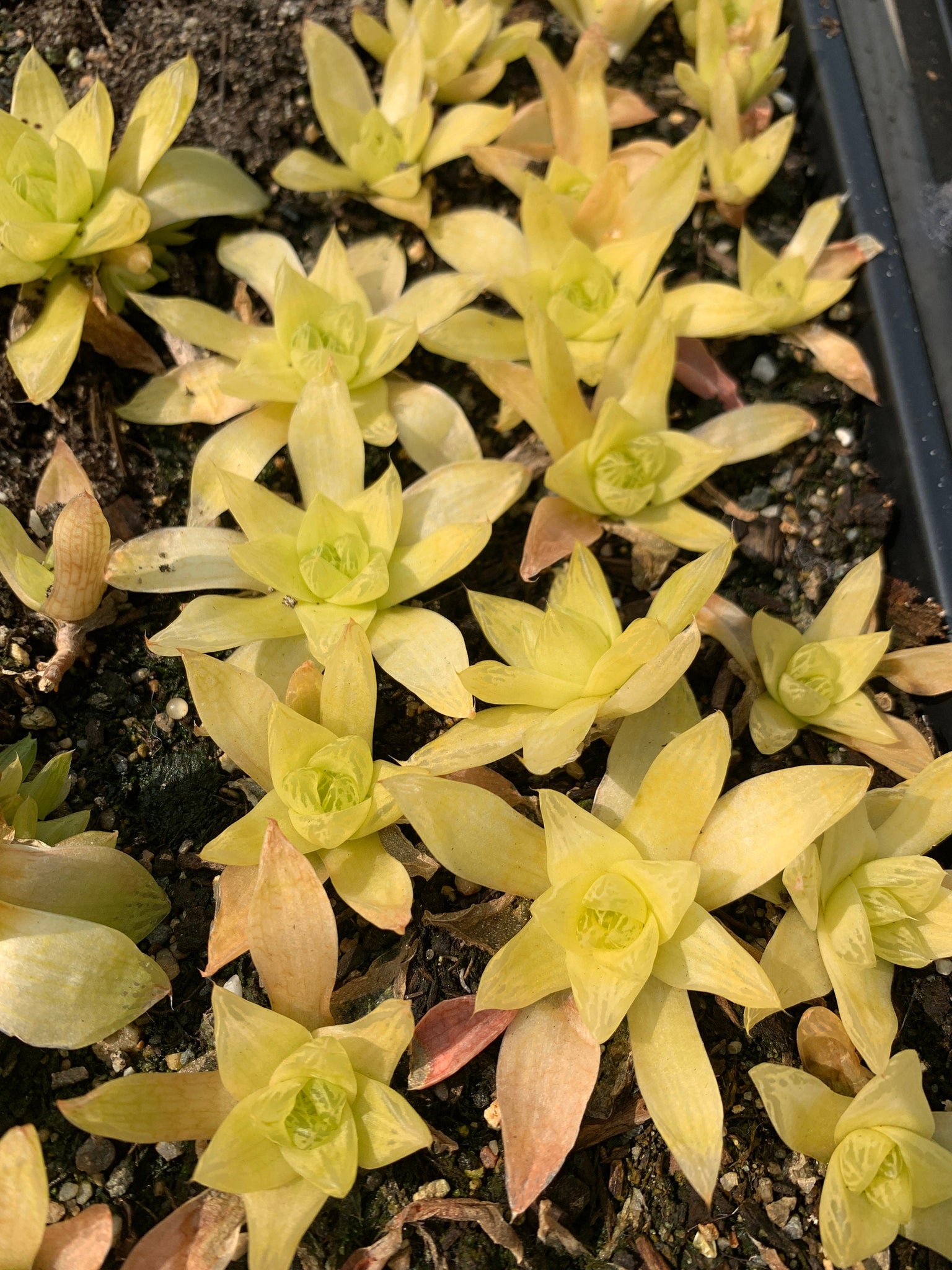 gold succulent Haworthia cymbiformis ssp. "gold" large pup
