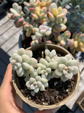 Load image into Gallery viewer, Graptopetalum Variegated G. Mendozae cutting - April Farm/Rare Succulents
