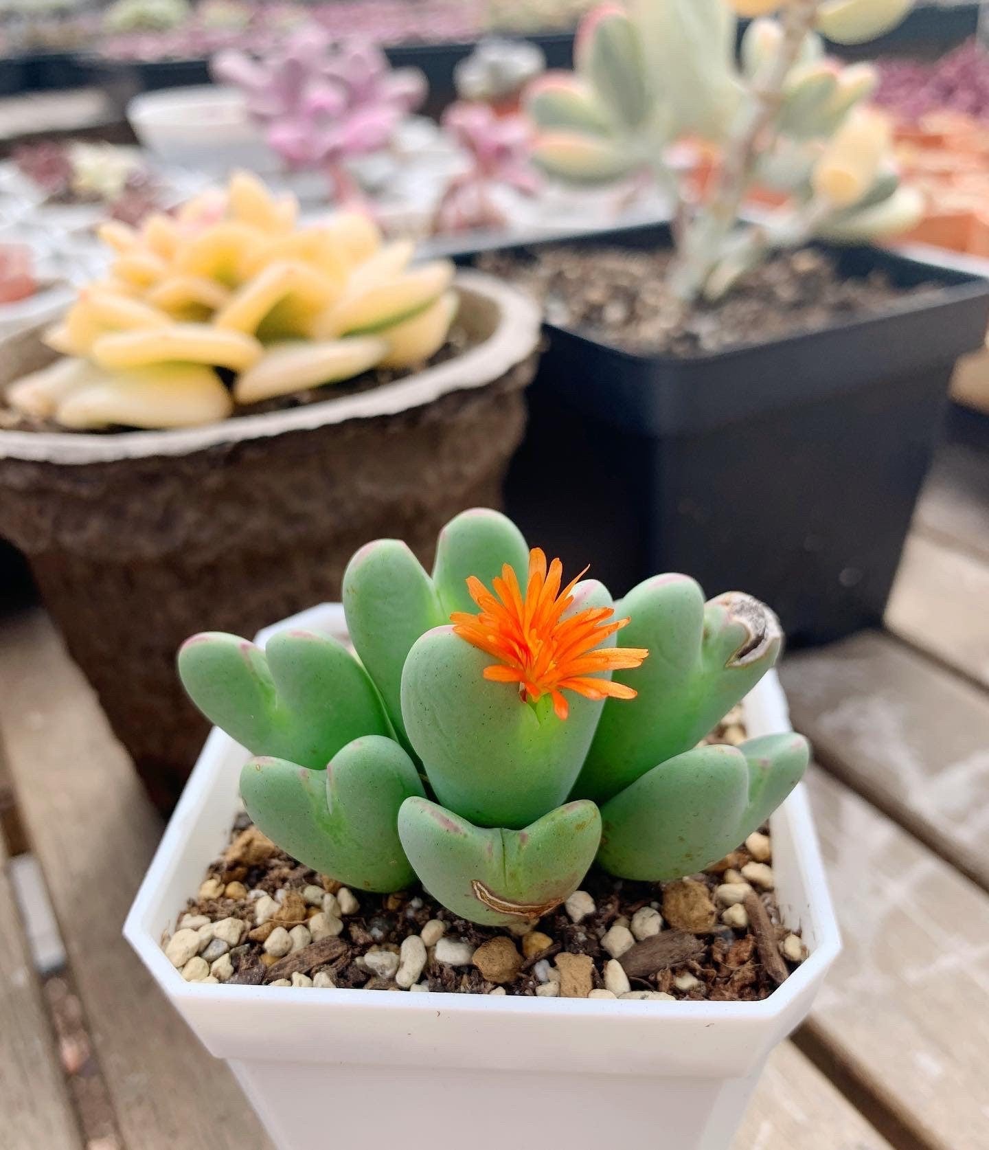 Conophytum Bilobum(splitting)
