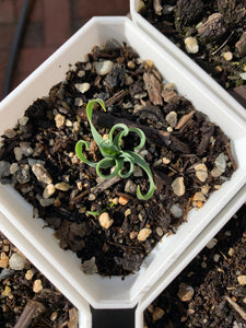 Ornithogalum concodianum/Albuca concordiana Baker - April Farm/Rare Succulents
