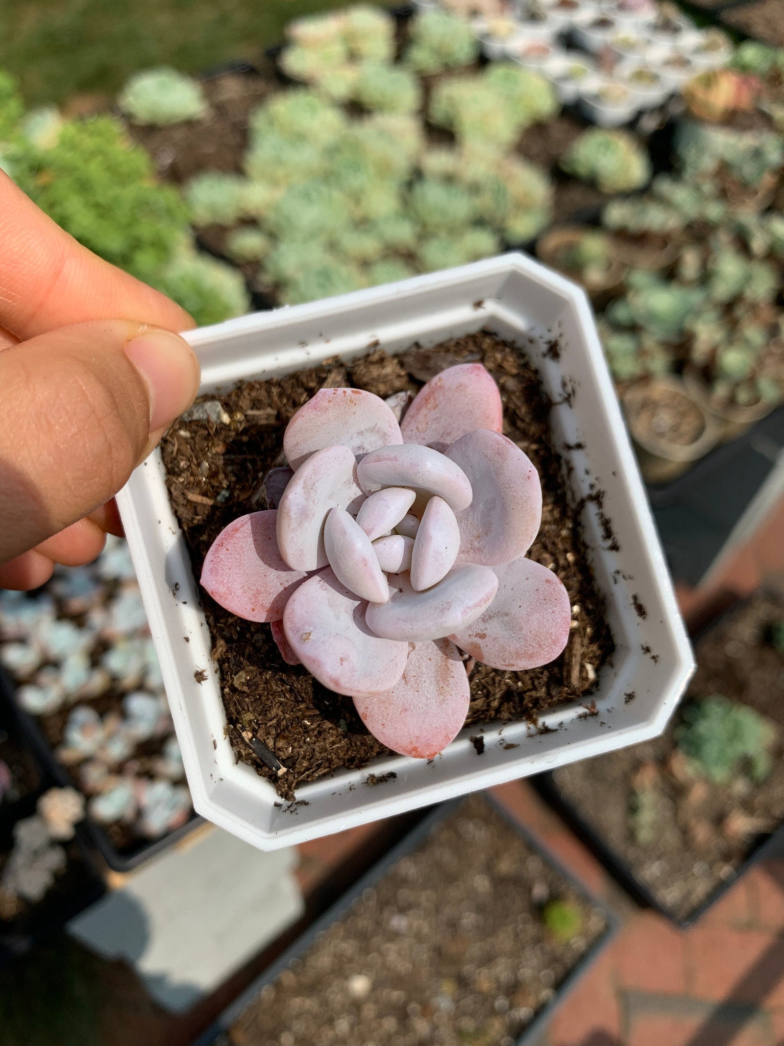 april farm succulents Echeveria Lauii