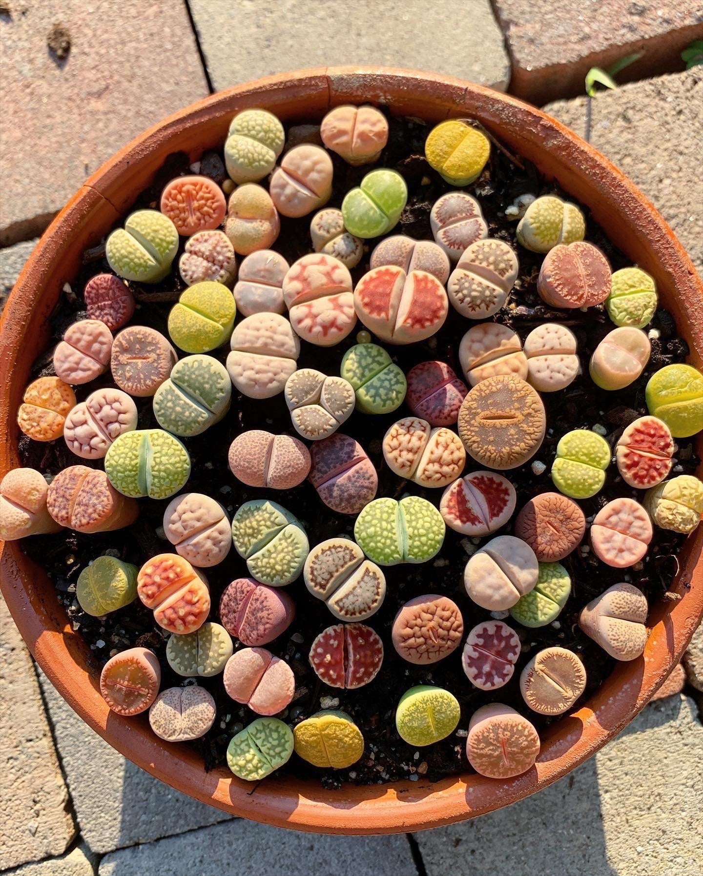 are lithops succulents Lithops sp