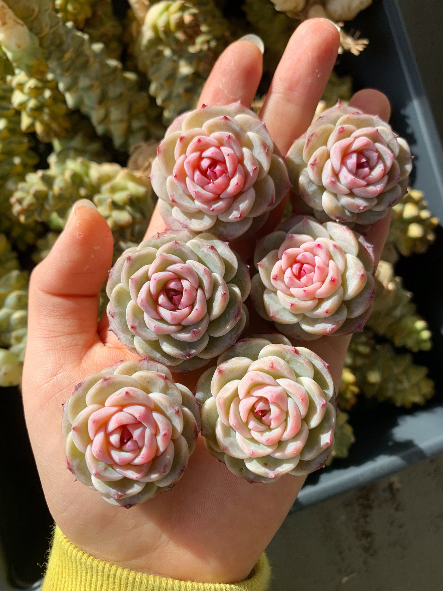 echeveria red velvet succulent Echeveria Red Velvet (mini succulent green in summer)