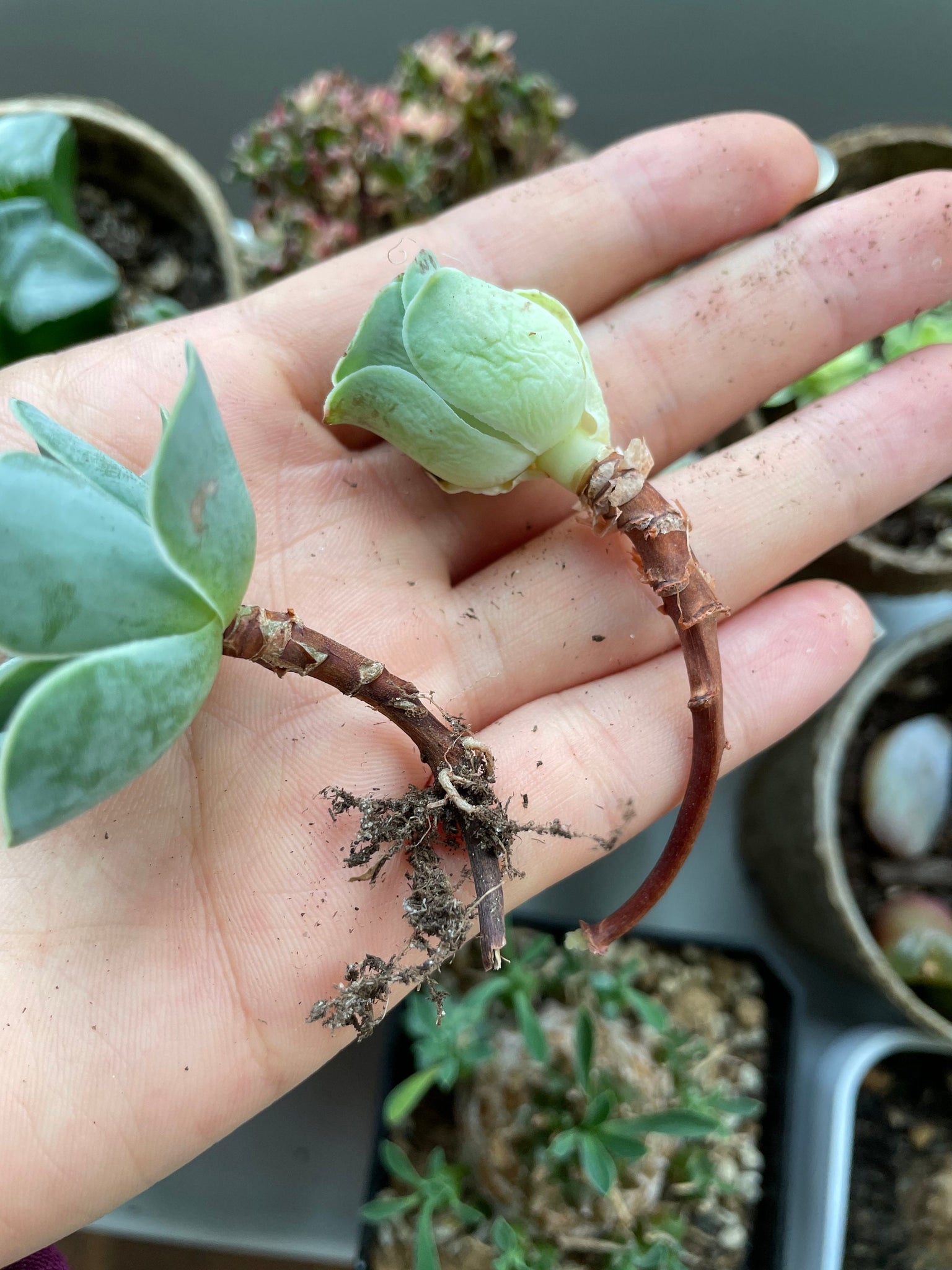 growing succulents greenovia with thorns Greenovia mix cutting