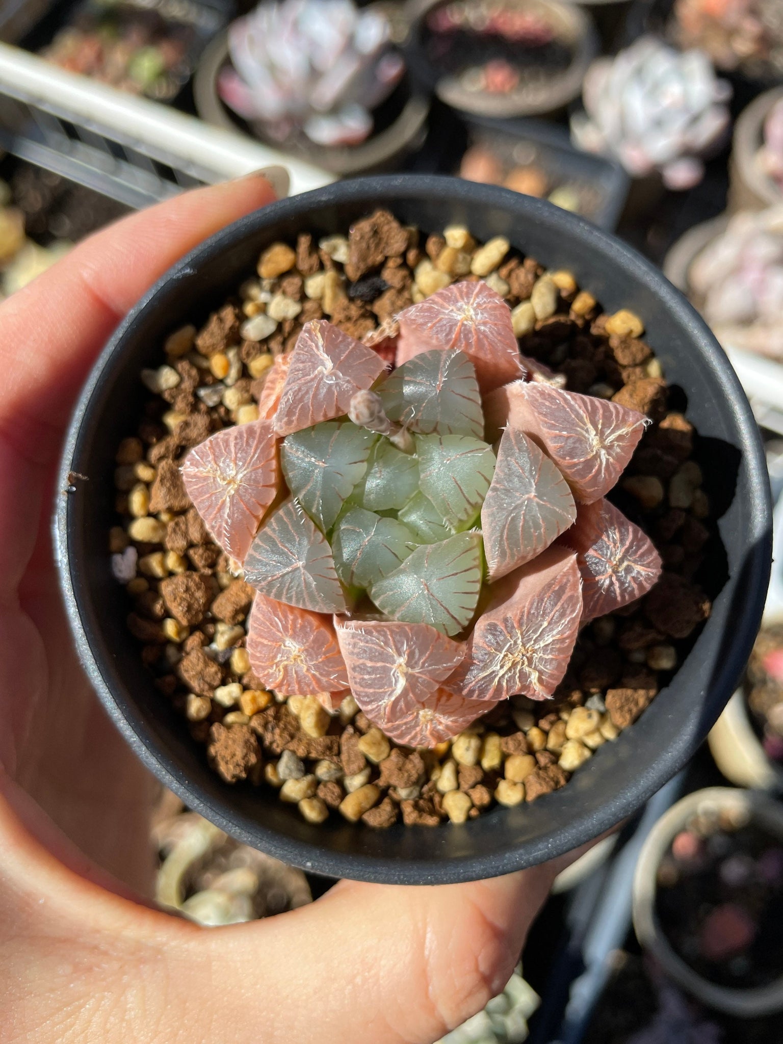 haworthia obtusa crystal light blue transparent succulent plants Haworthia Obtuse cv. 'Blue Mirror' (stressed in dark color)