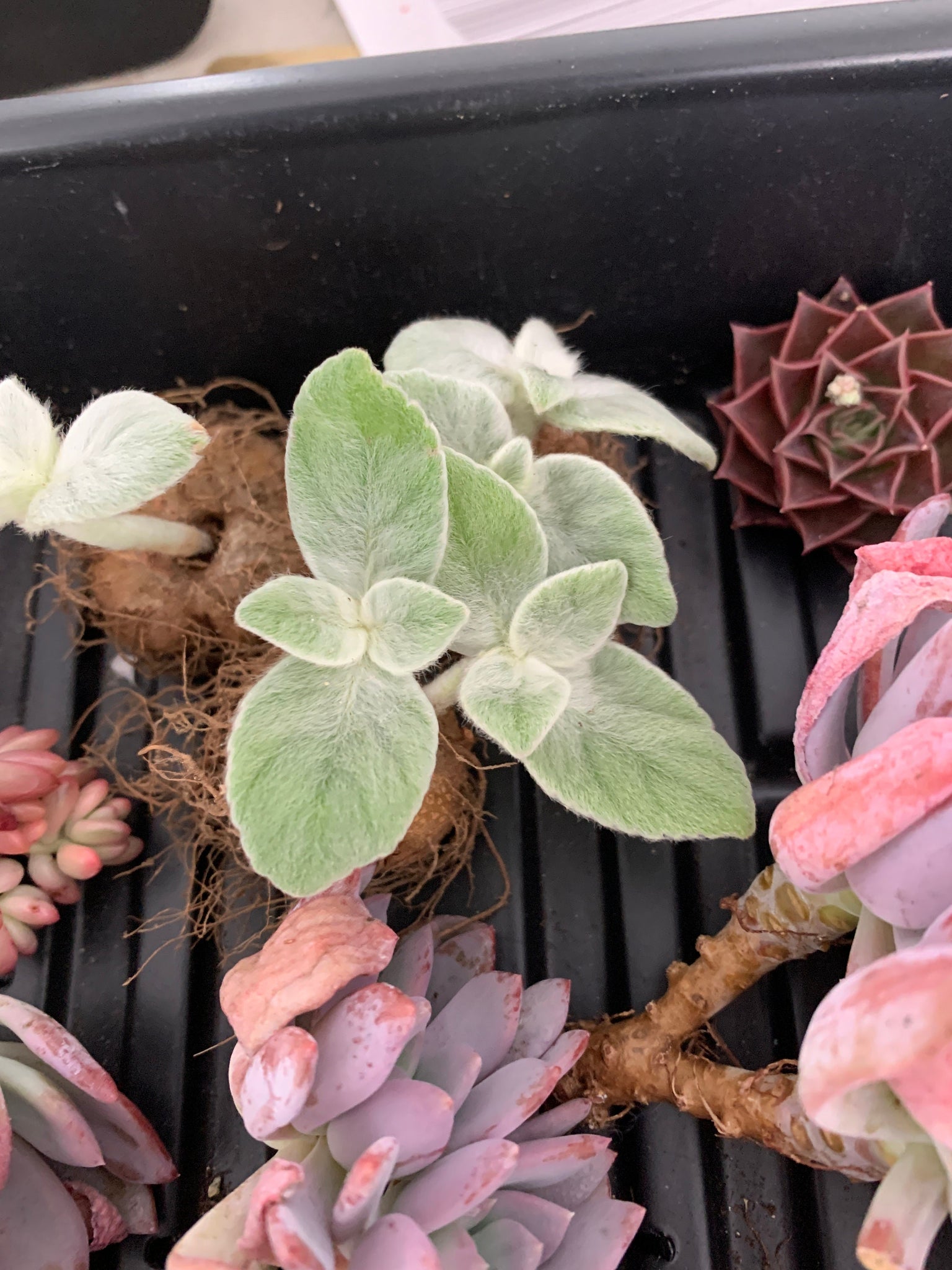 succulent bulb plants Sinningia leucotricha (Hoehne) H.E.Moore bulb
