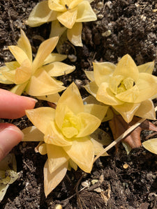 Haworthia cymbiformis ssp. "gold" - April Farm/Rare Succulents