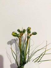 Load image into Gallery viewer, Massonia Alvka bulb (Albuca polyphylla) - April Farm/Rare Succulents
