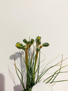 Massonia Alvka bulb (Albuca polyphylla) - April Farm/Rare Succulents