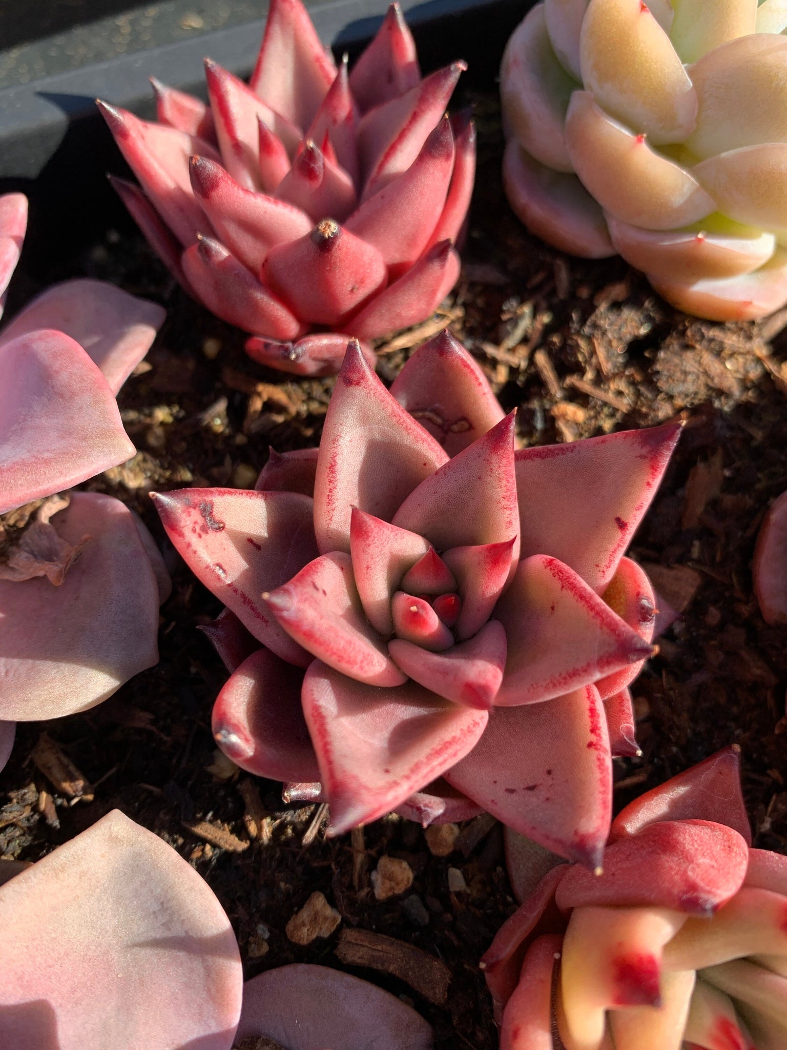 romeo succulent for sale Echeveria Agavoides bloody Romeo