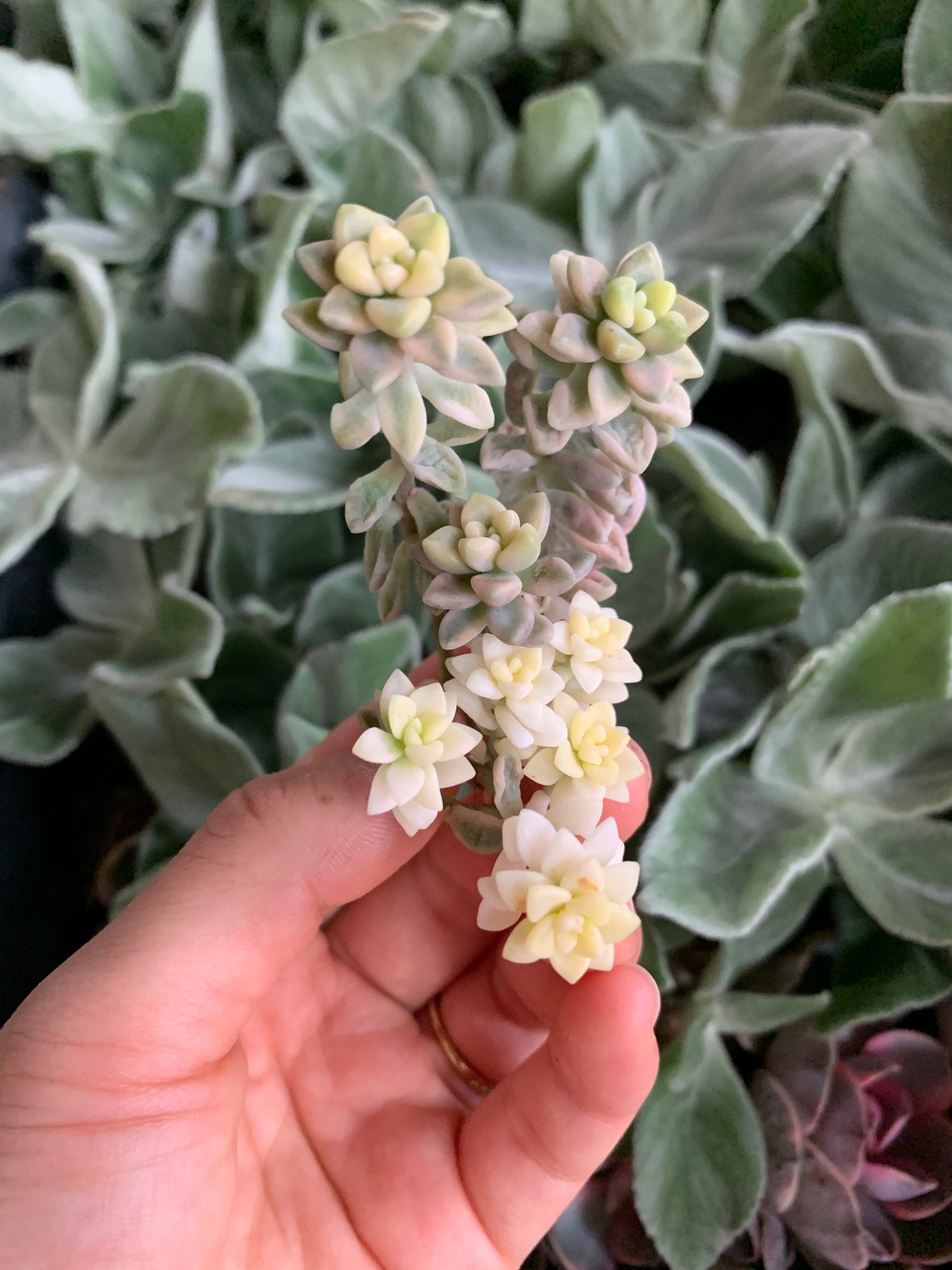 mirinae succulent Graptopetalum Variegated G. Mirinae cutting