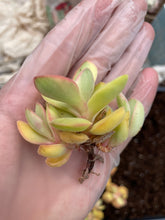 Load image into Gallery viewer, crassula glow variegated - April Farm/Rare Succulents