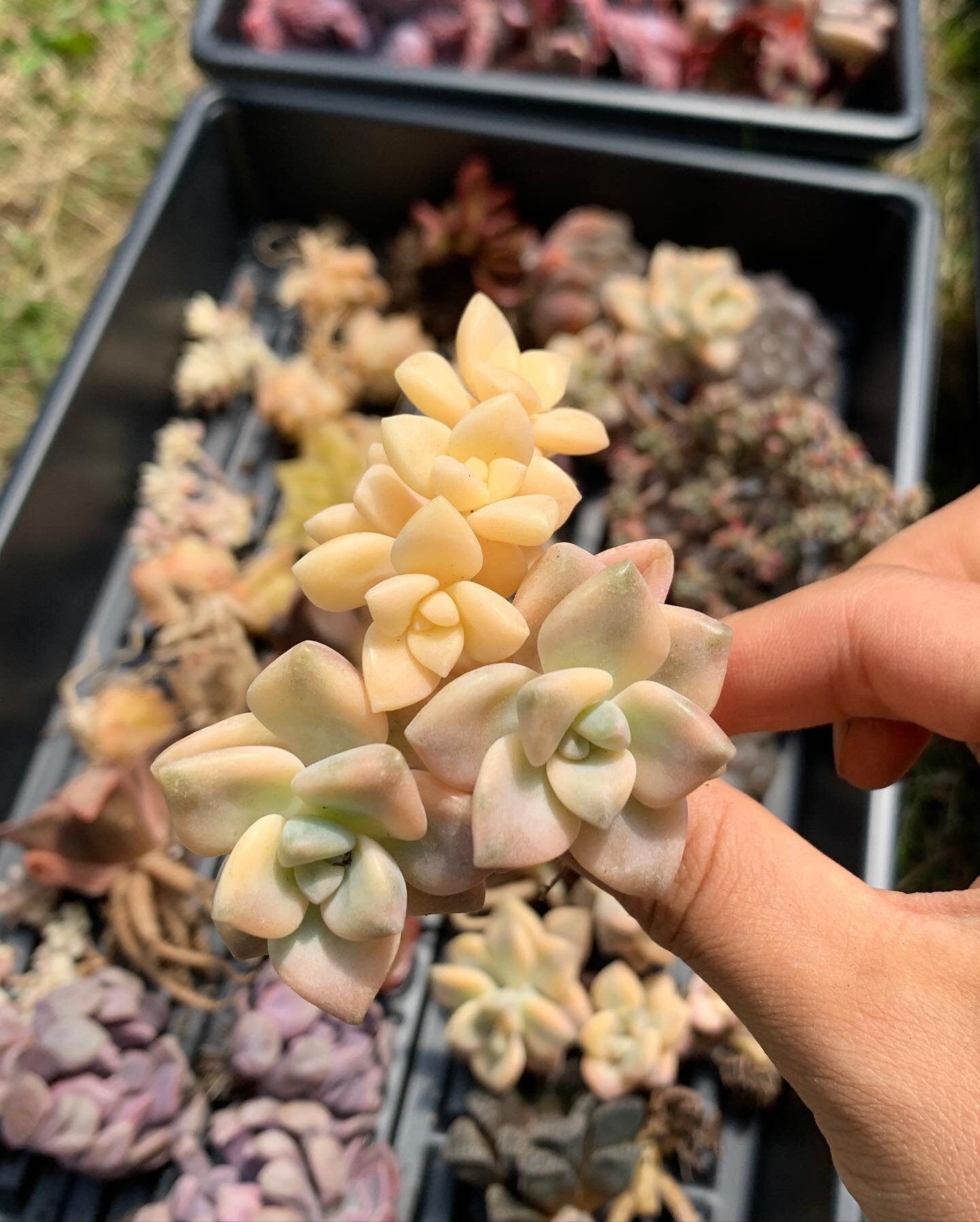 variegated titubans succulent Graptopetalum Variegated Tituban