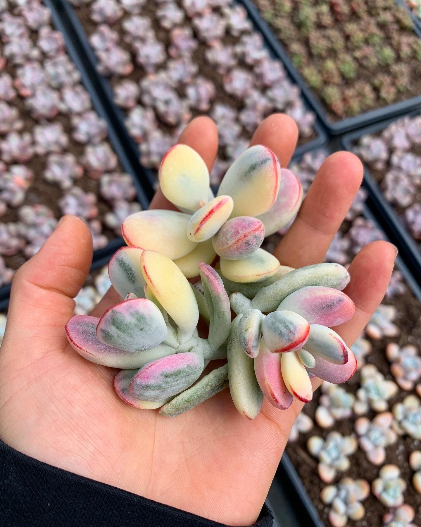 succulent cotyledon orbiculata Rounded cotyledon orbiculata varigated