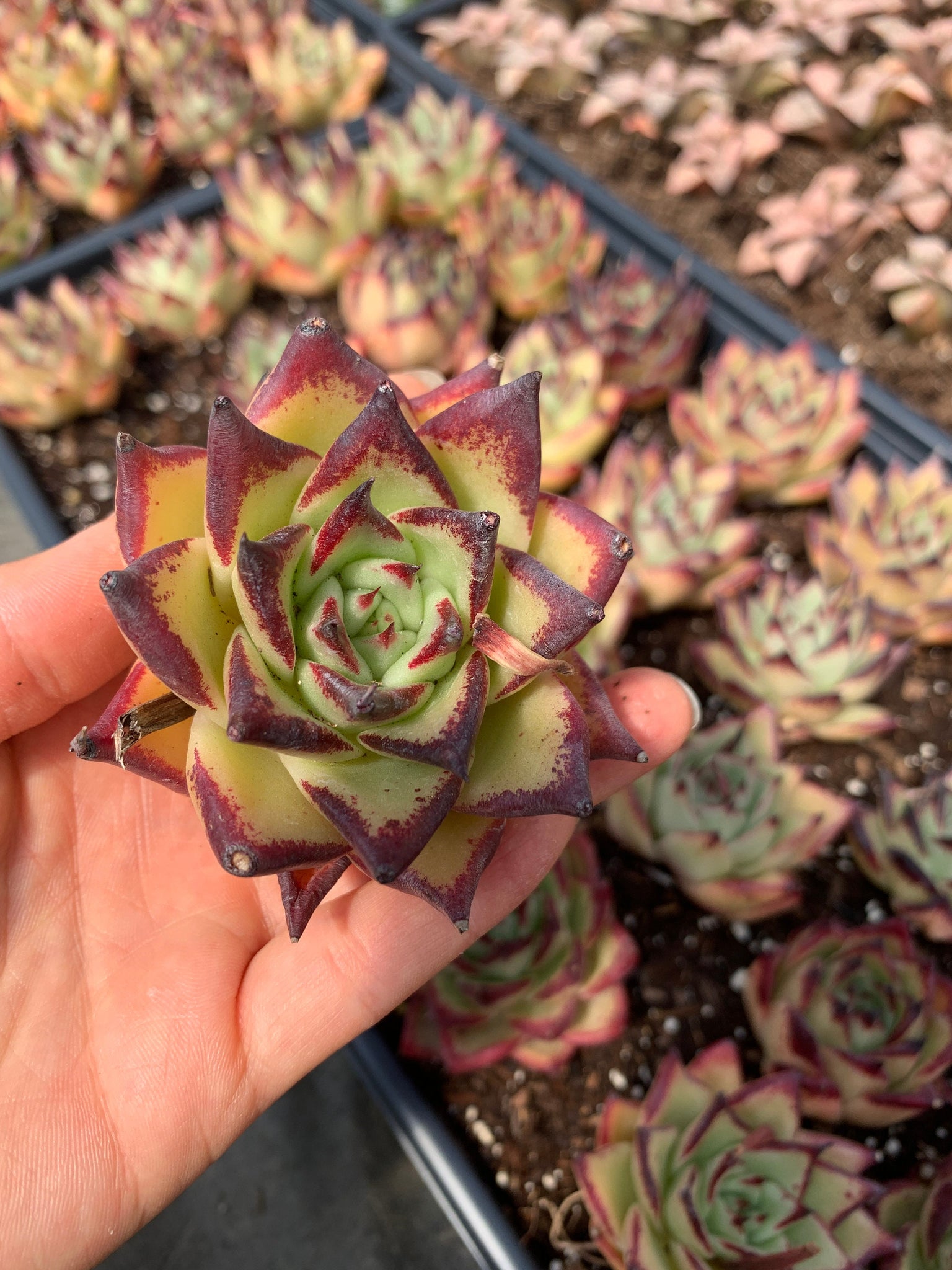 ebony succulents Echeveria Ebony