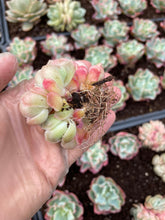 Load image into Gallery viewer, Echeveria Gila Berry (green in summer, cluster may fall apart) - April Farm/Rare Succulents

