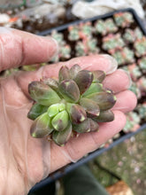 Load image into Gallery viewer, Pachyphytum Compactum - April Farm/Rare Succulents
