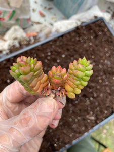 Crassula marchandii small version - April Farm Rare Succulent