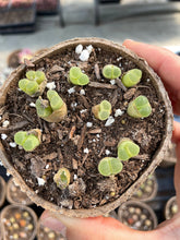 Load image into Gallery viewer, Conophytum Friedrichiae Green - April Farm/Rare Succulents