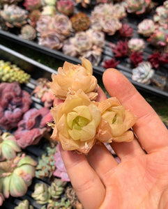 succulent with large yellow flowers Haworthia cymbiformis ssp. "gold" large pup