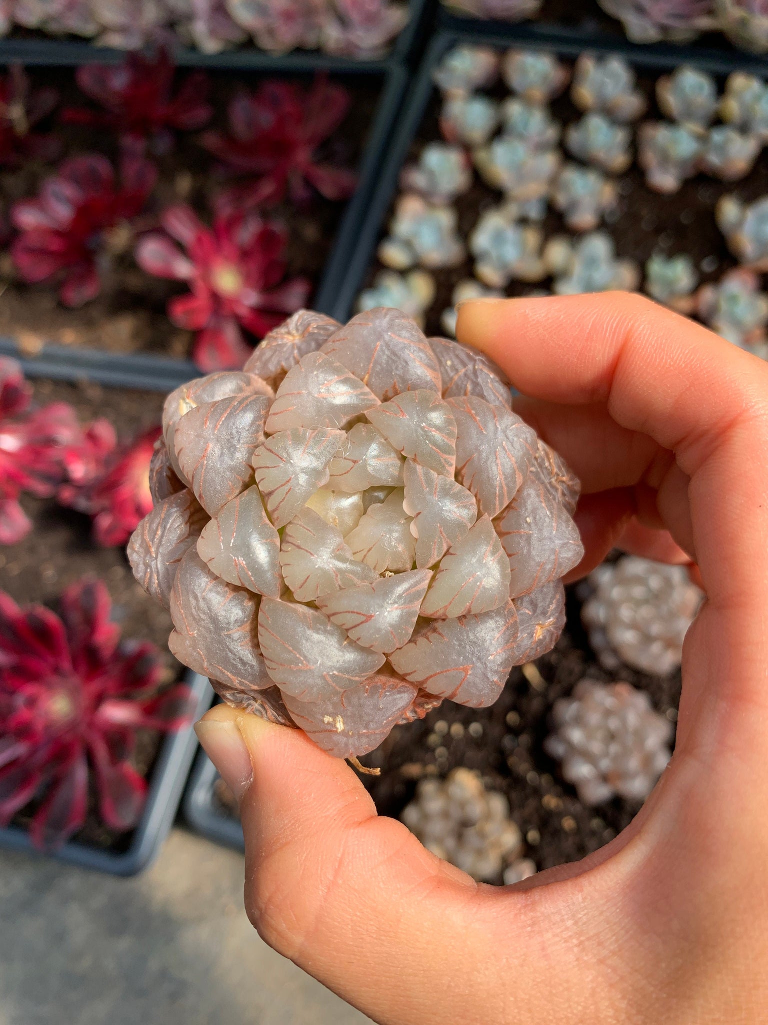 haworthia obtusa 'crystal' light blue transparent succulent Haworthia obtusa cv. 'sky lantern' (stressed in dark color)