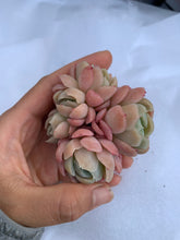 Load image into Gallery viewer, Echeveria Gila Berry (green in summer, cluster may fall apart) - April Farm/Rare Succulents