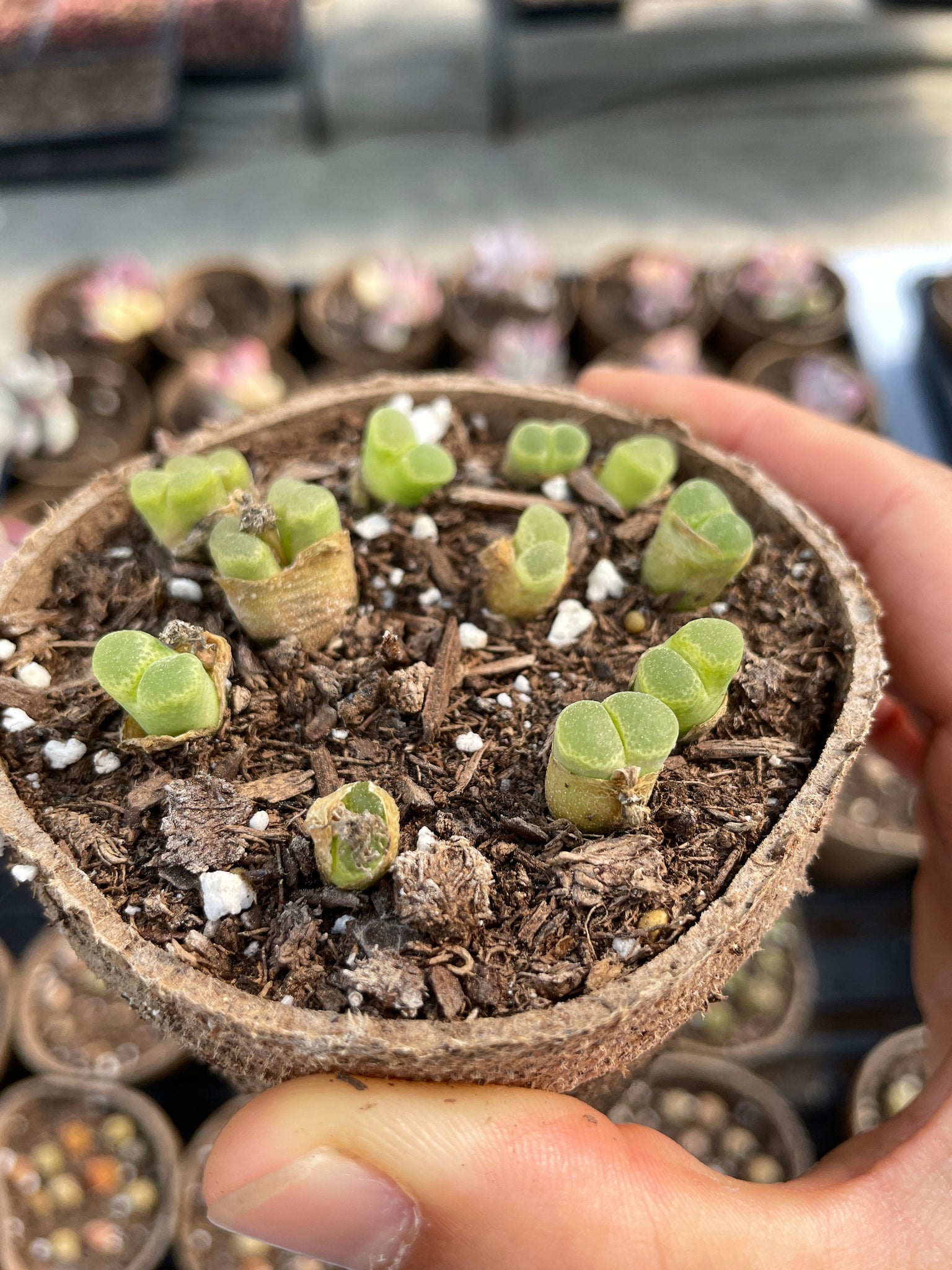 rare succulent indoors Conophytum Friedrichiae Green