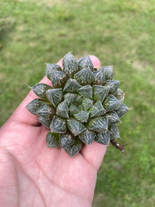 Haworthia hybrid Mirrorball - April Farm/Rare Succulents