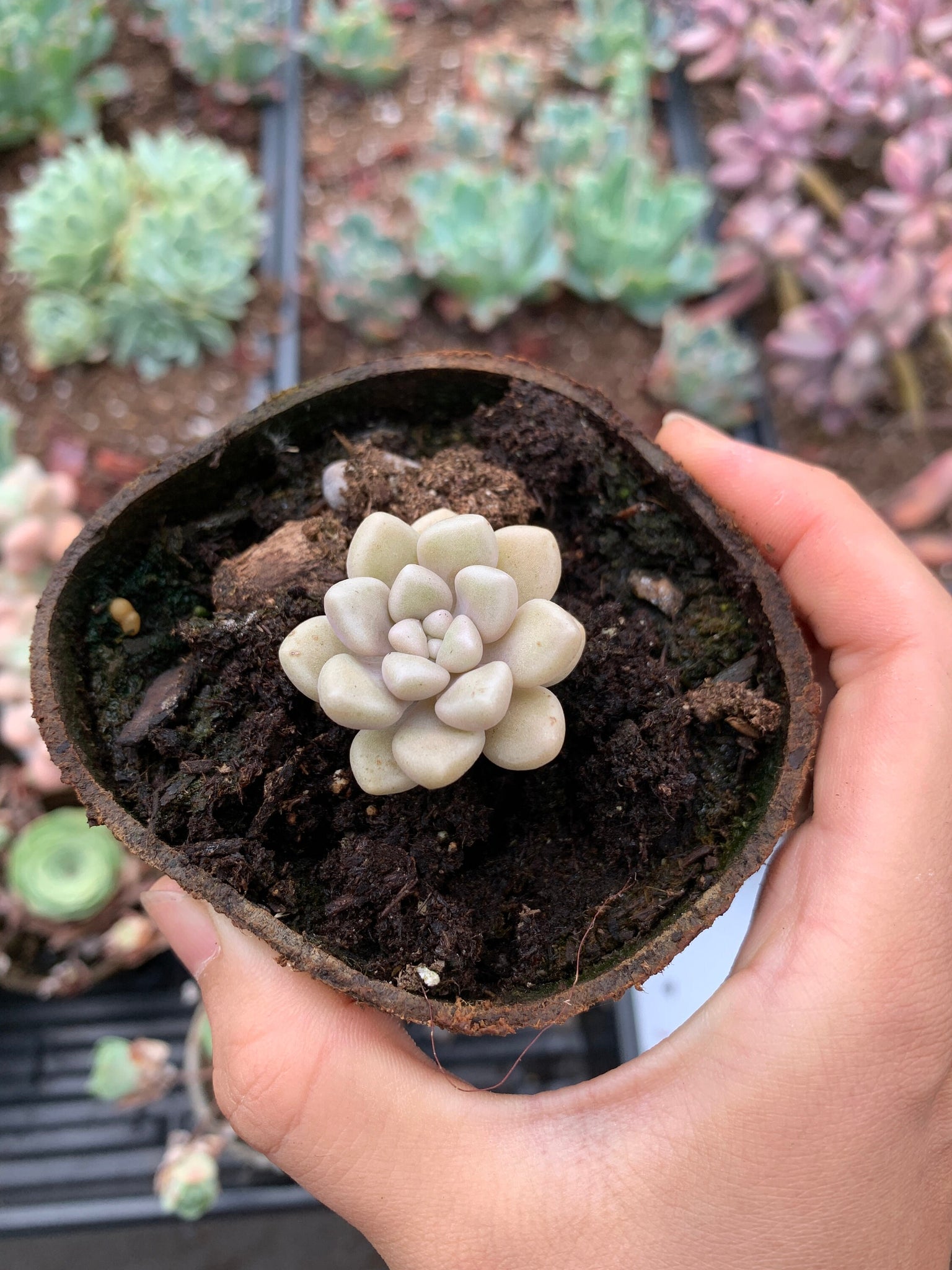mendozae succulent Graptopetalum Mendozae cutting