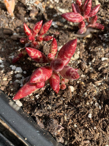 Adromischus antidorcatum - April Farm/Rare Succulents