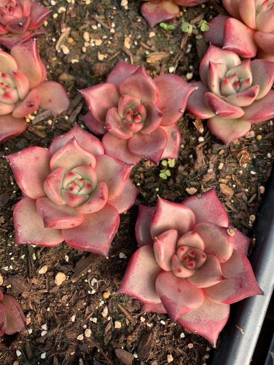 blood succulents Echeveria Agavoides bloody Romeo