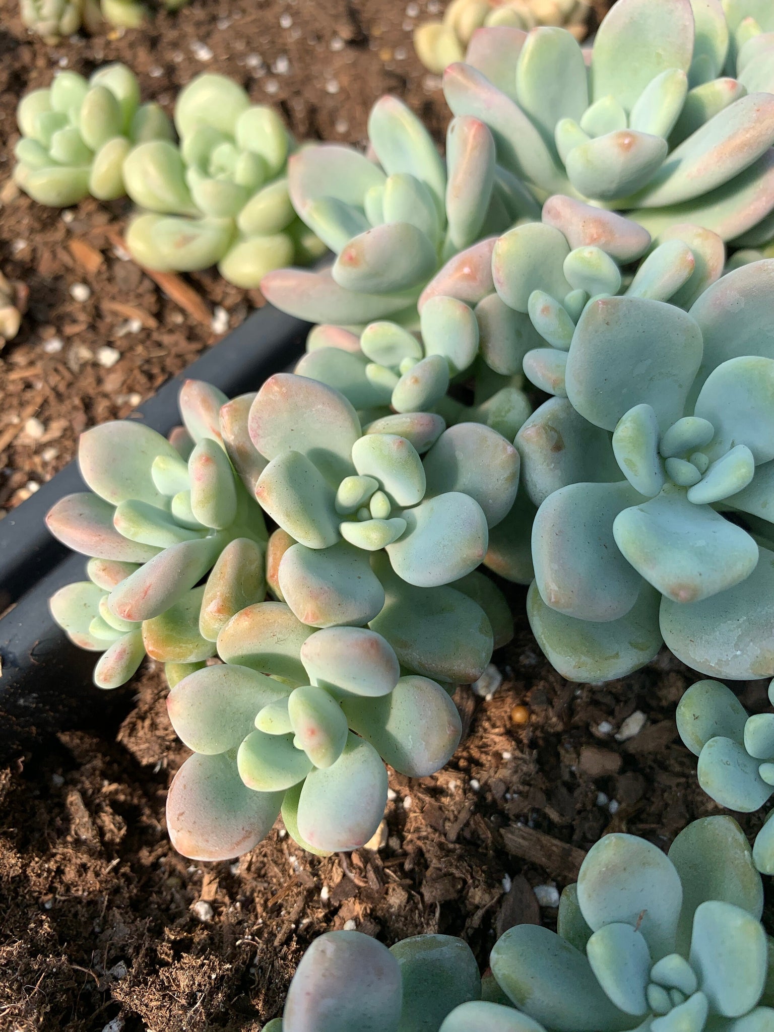 miul succulent Graptosedum miul single head